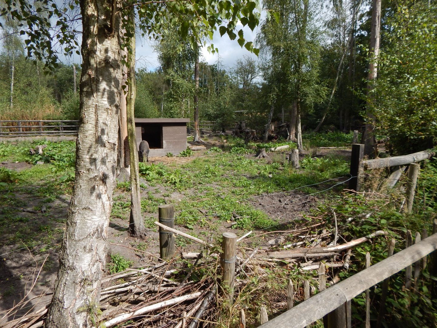 Central European wild boar habitat 030924