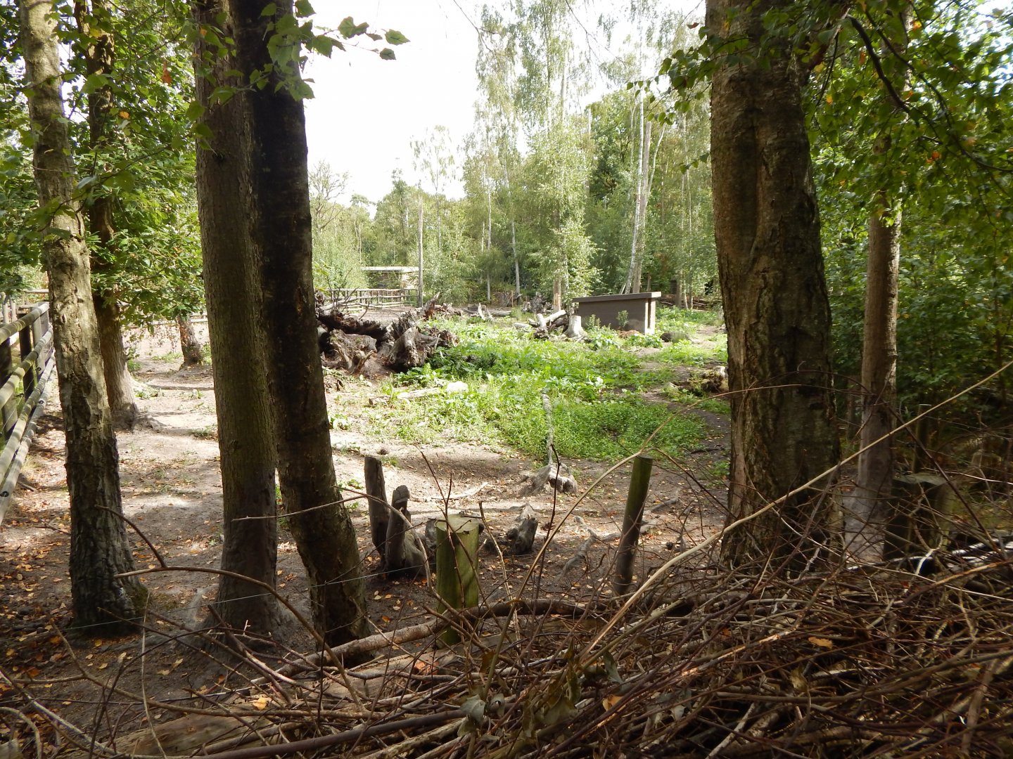 Central European wild boar habitat 030924