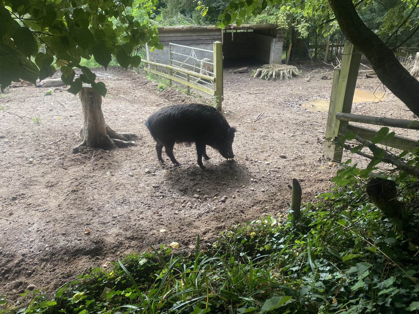 Central European wild boar habitat 100924