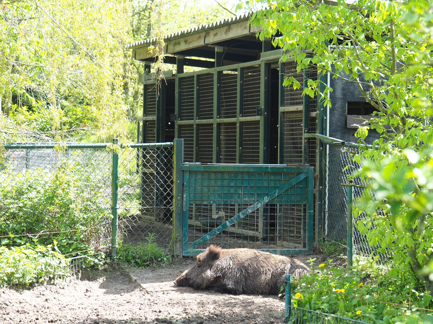 Central European wild boar holding, 2023-04-30
