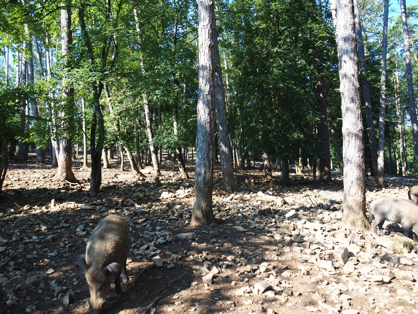 Central European wild boar paddock, 2020-07-12