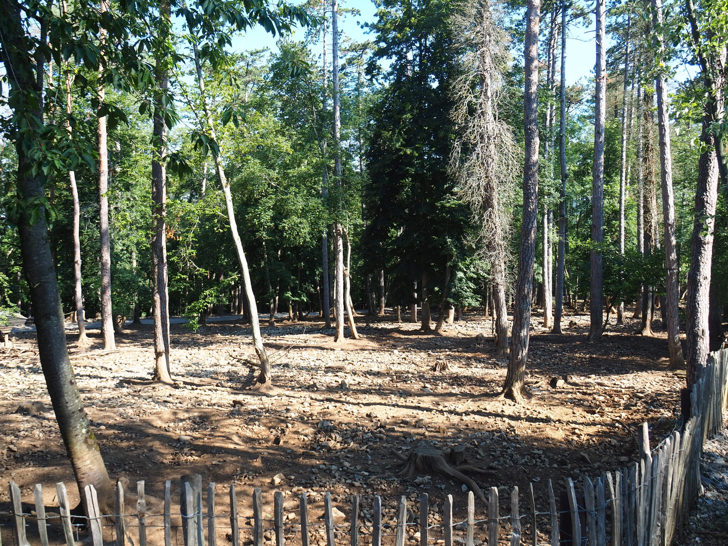 Central European wild boar paddock, 2020-07-12