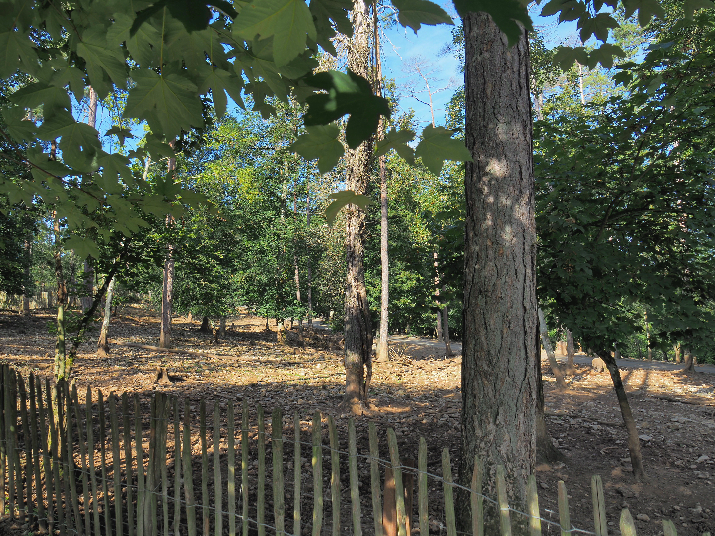 Central European wild boar paddock, 2021-08-15