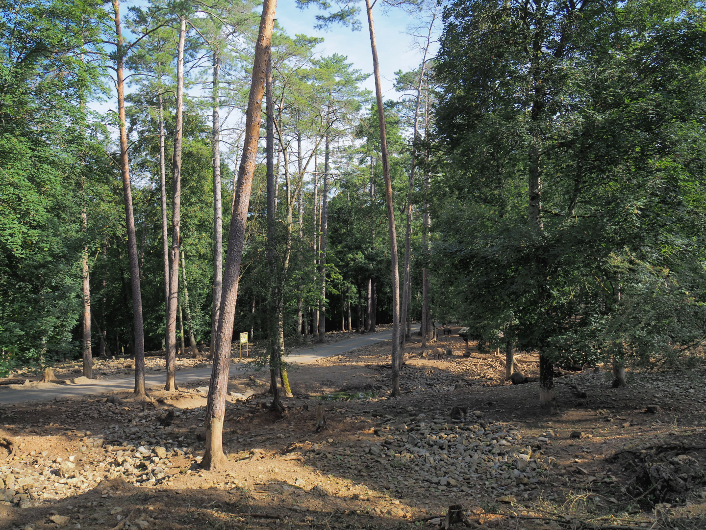 Central European wild boar paddock, 2021-08-15