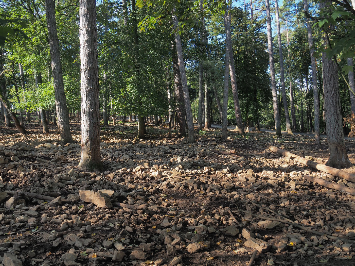 Central European wild boar paddock, 2023-09-26