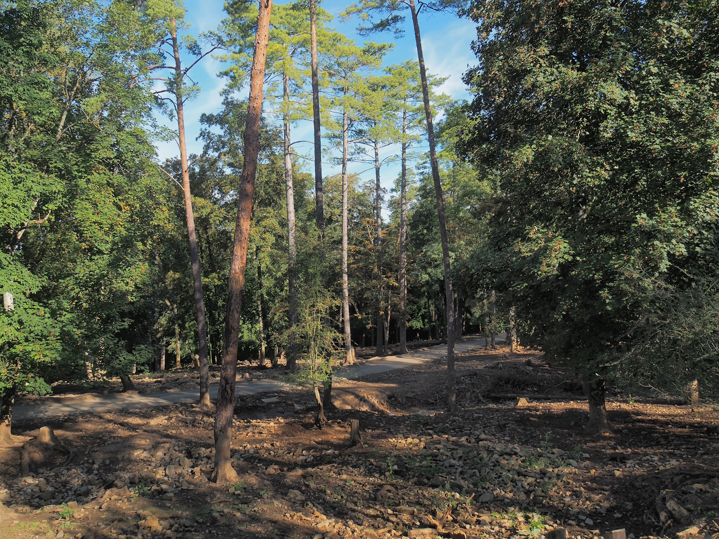 Central European wild boar paddock, 2023-09-26