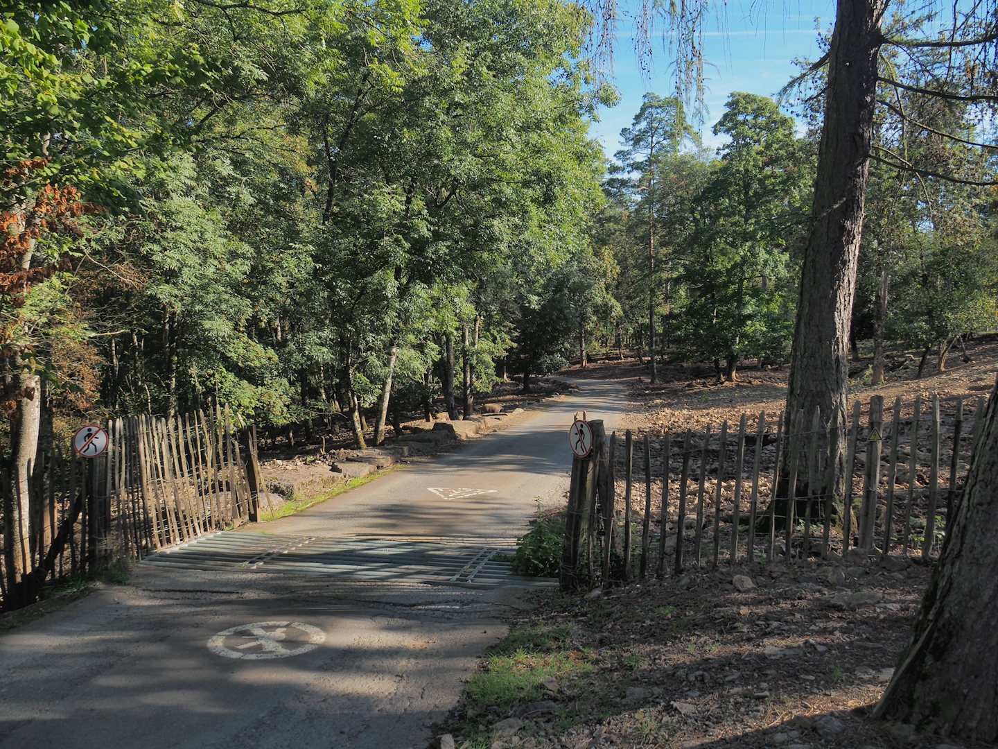 Central European wild boar paddock with cattle grid access and road for safari cars, 2023-09-26