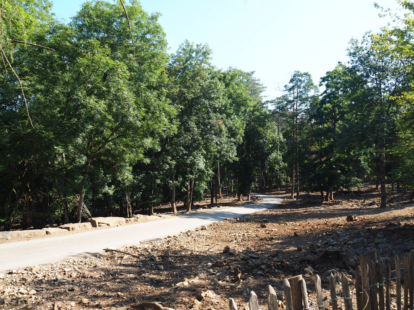 Central European wild boar paddock with safari car road, 2020-07-12