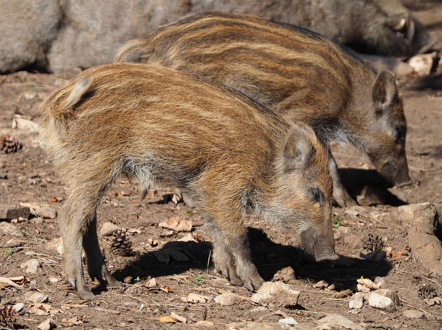 Central European wild boar piglet (Sus scrofa scrofa), 2020-07-12