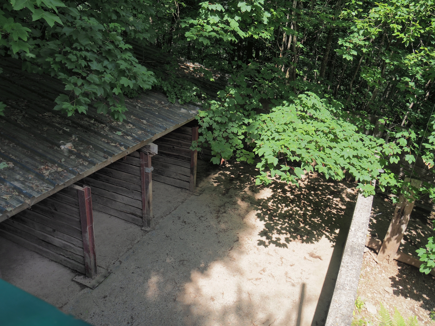 Central European wild boar shelter and holding area, 2023-06-24