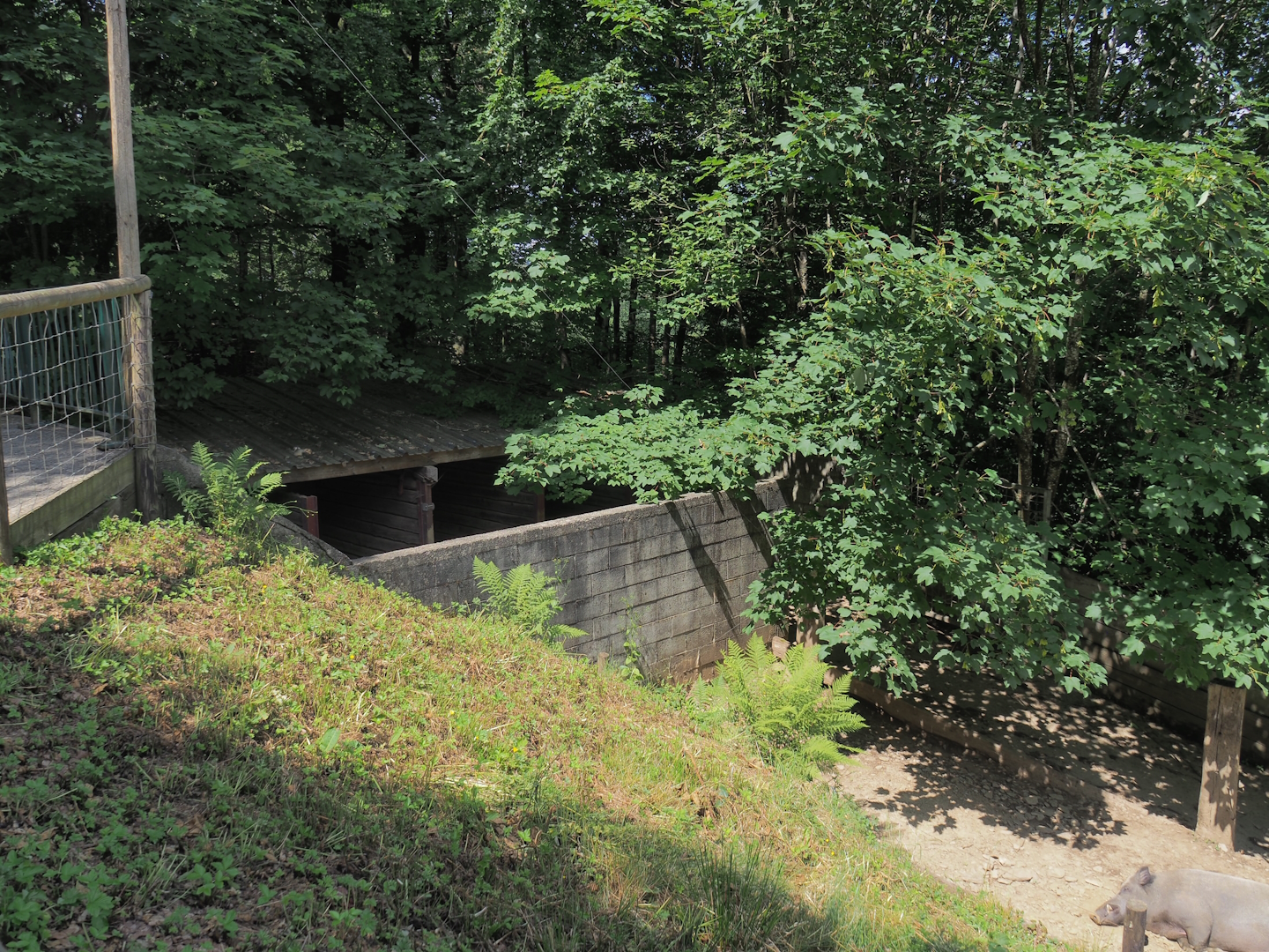 Central European wild boar shelter and holding area, 2023-06-24
