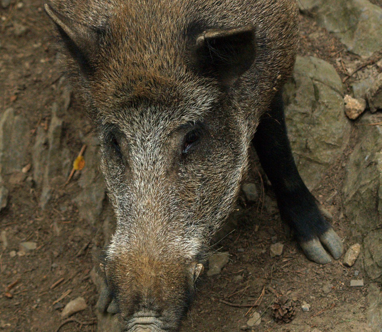 Central European wild boar (Sus scrofa scrofa), 2008-08-02