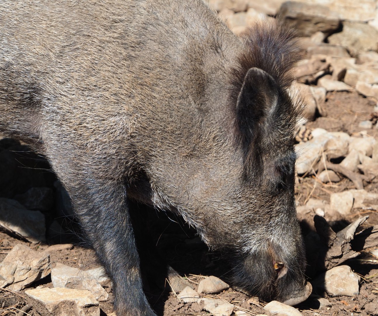 Central European wild boar (Sus scrofa scrofa), 2020-07-12