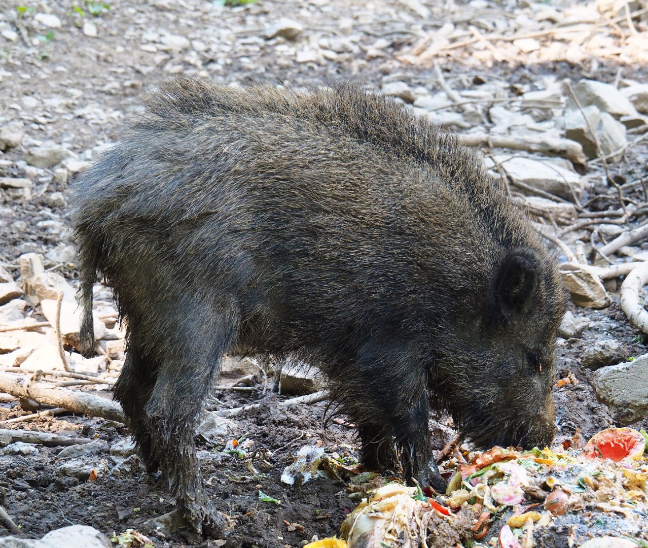 Central European wild boar (Sus scrofa scrofa), 2021-05-29