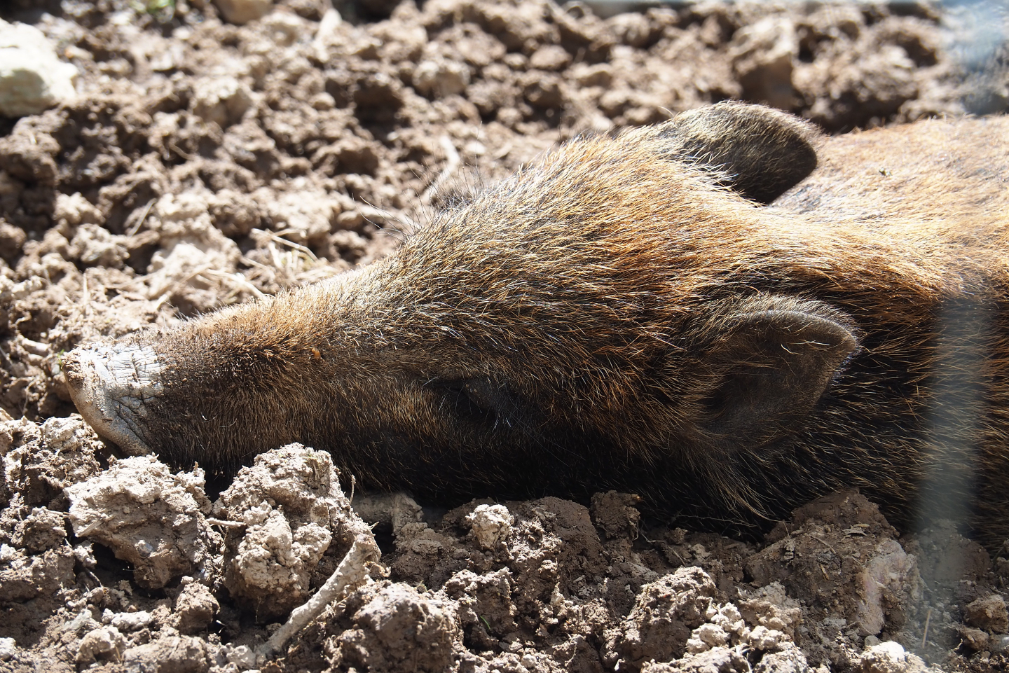 Central European wild boar (Sus scrofa scrofa), 2021-05-29