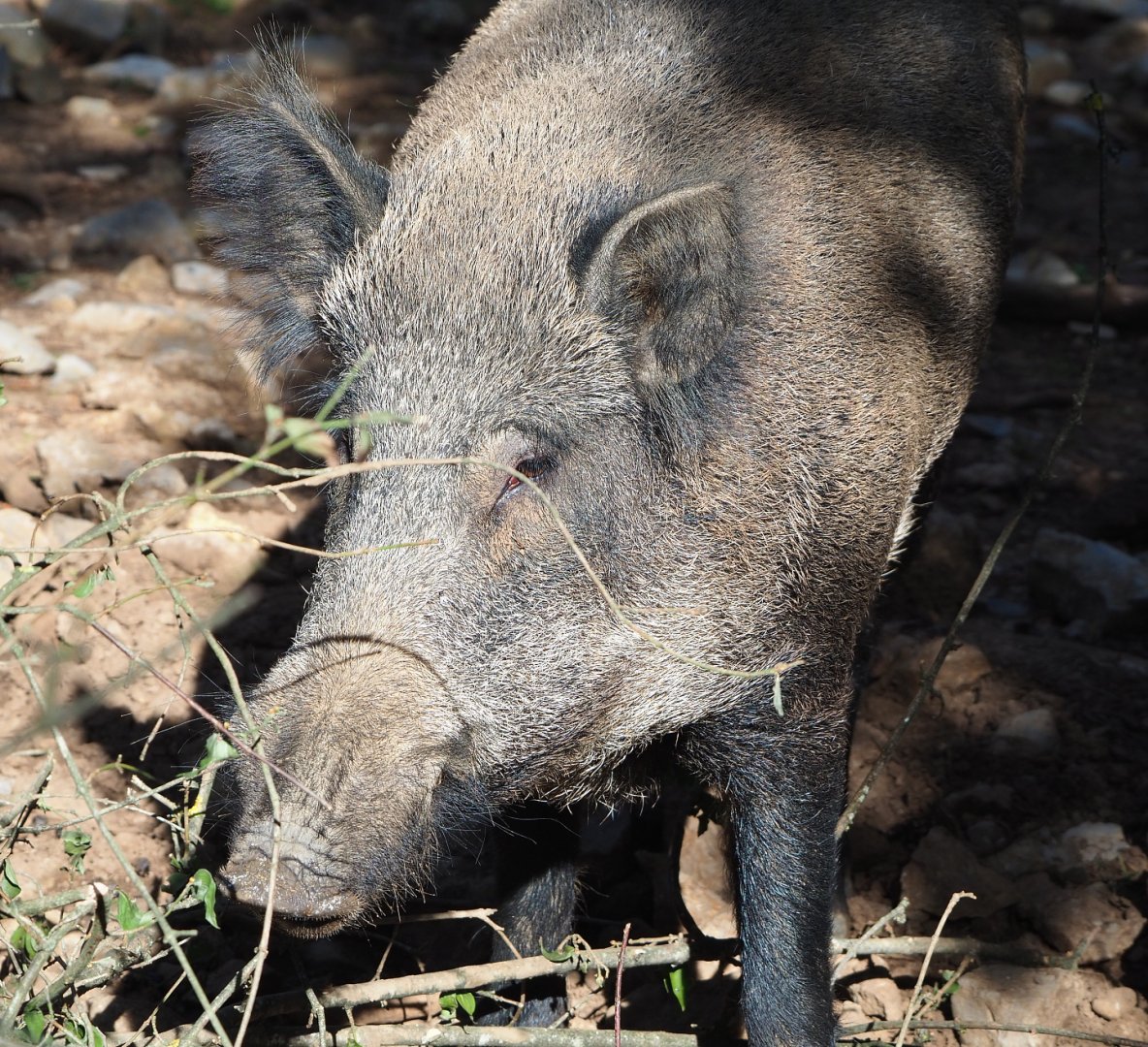 Central European wild boar (Sus scrofa scrofa), 2021-08-15