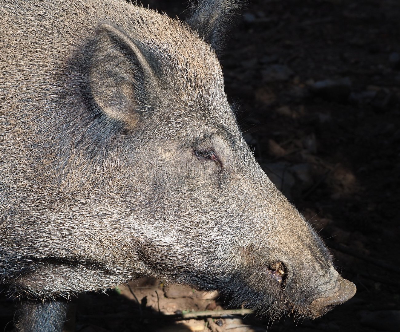 Central European wild boar (Sus scrofa scrofa), 2021-08-15