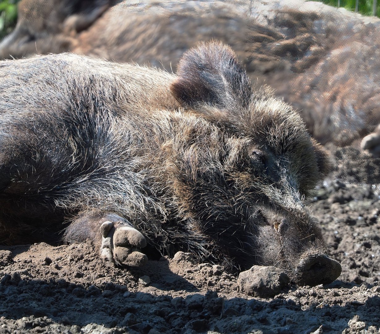 Central European wild boar (Sus scrofa scrofa), 2023-04-30