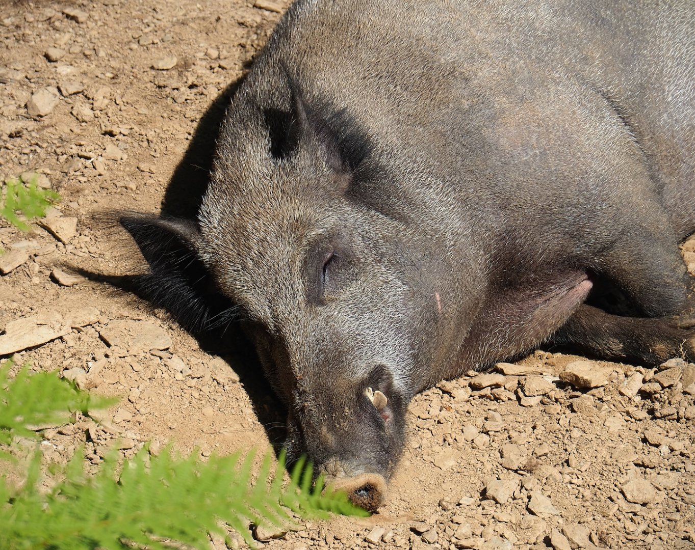 Central European wild boar (Sus scrofa scrofa), 2023-06-24