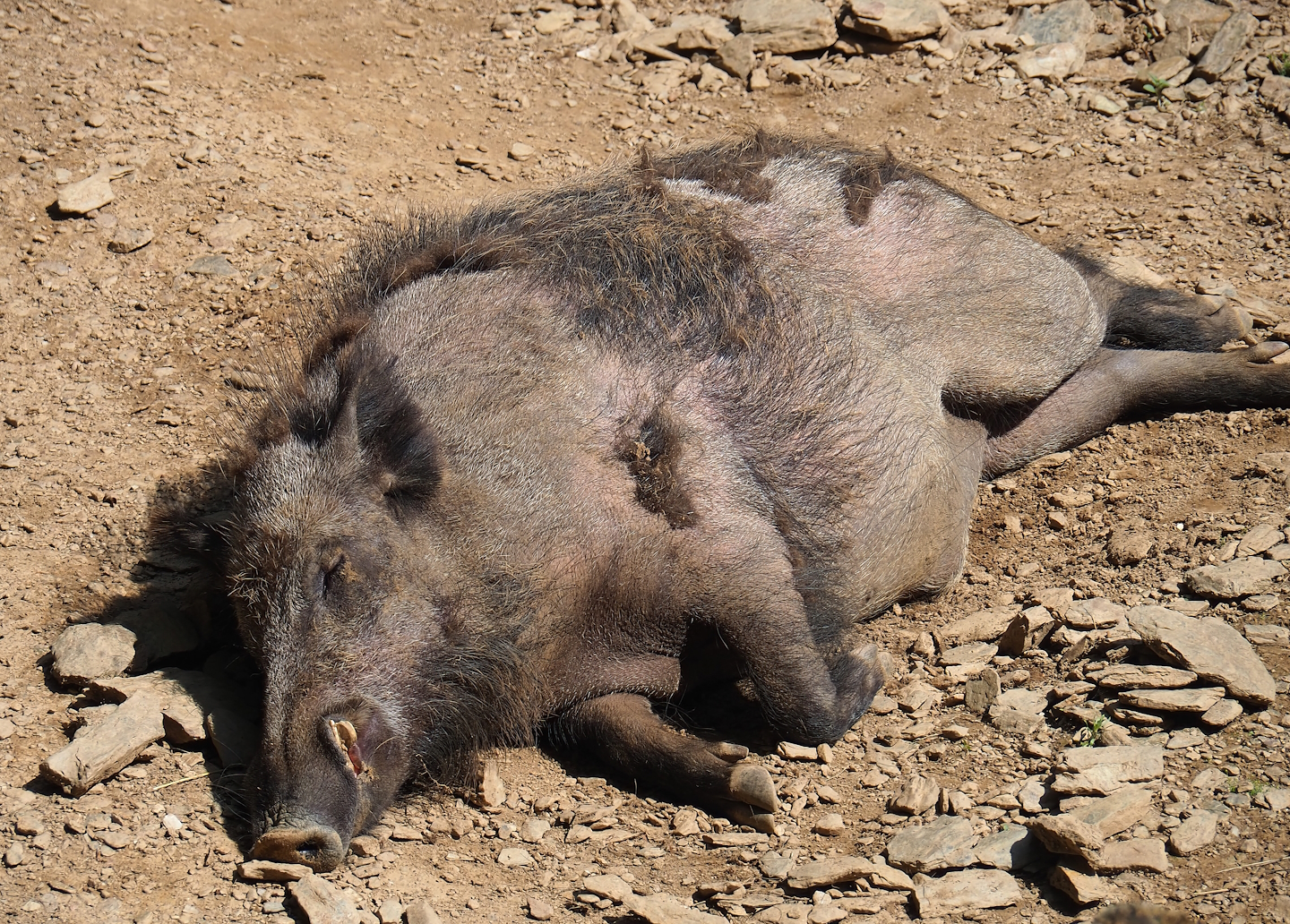 Central European wild boar (Sus scrofa scrofa), 2023-06-24