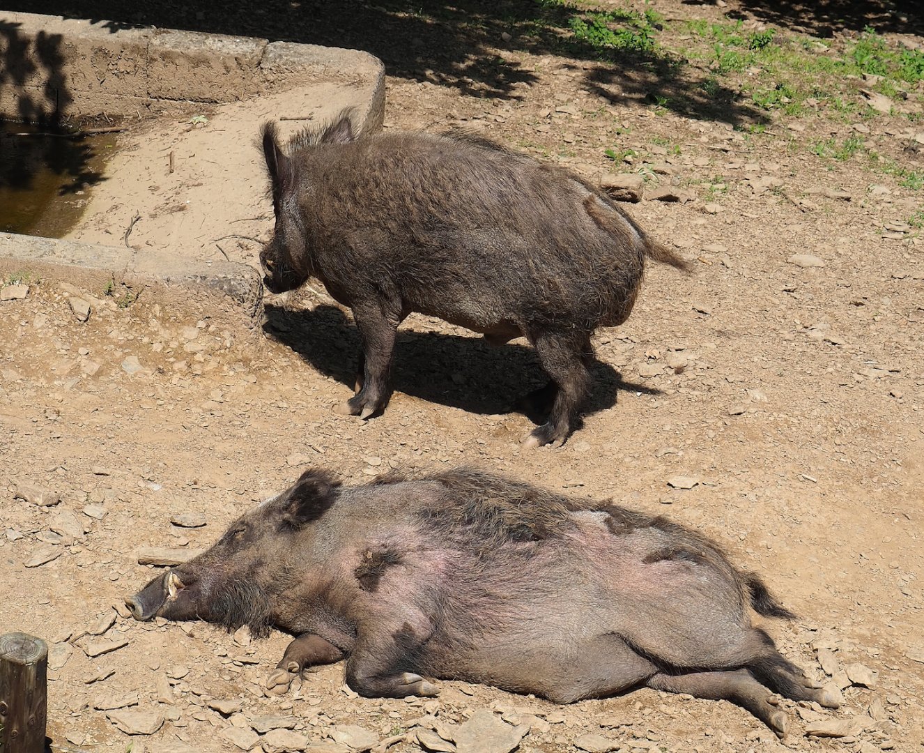 Central European wild boar (Sus scrofa scrofa), 2023-06-24