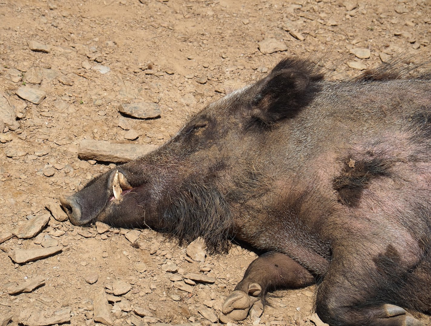 Central European wild boar (Sus scrofa scrofa), 2023-06-24