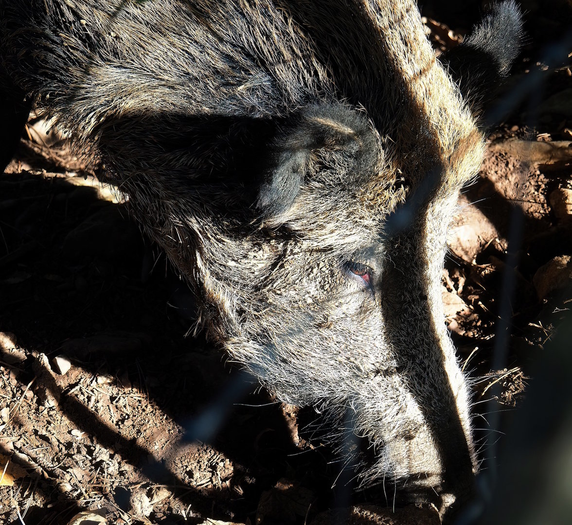 Central European wild boar (Sus scrofa scrofa), 2023-09-26