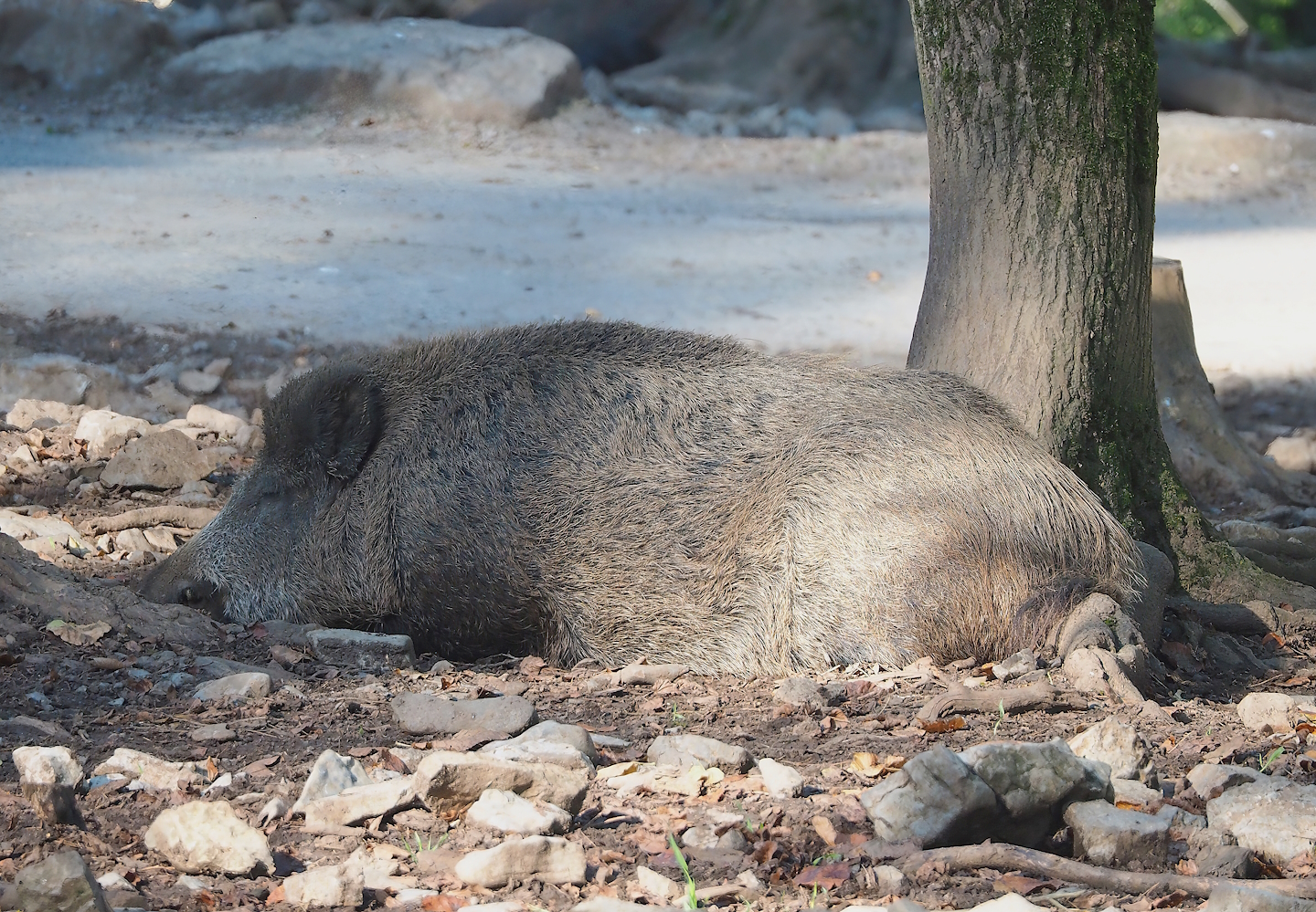 Central European wild boar (Sus scrofa scrofa), 2023-09-26