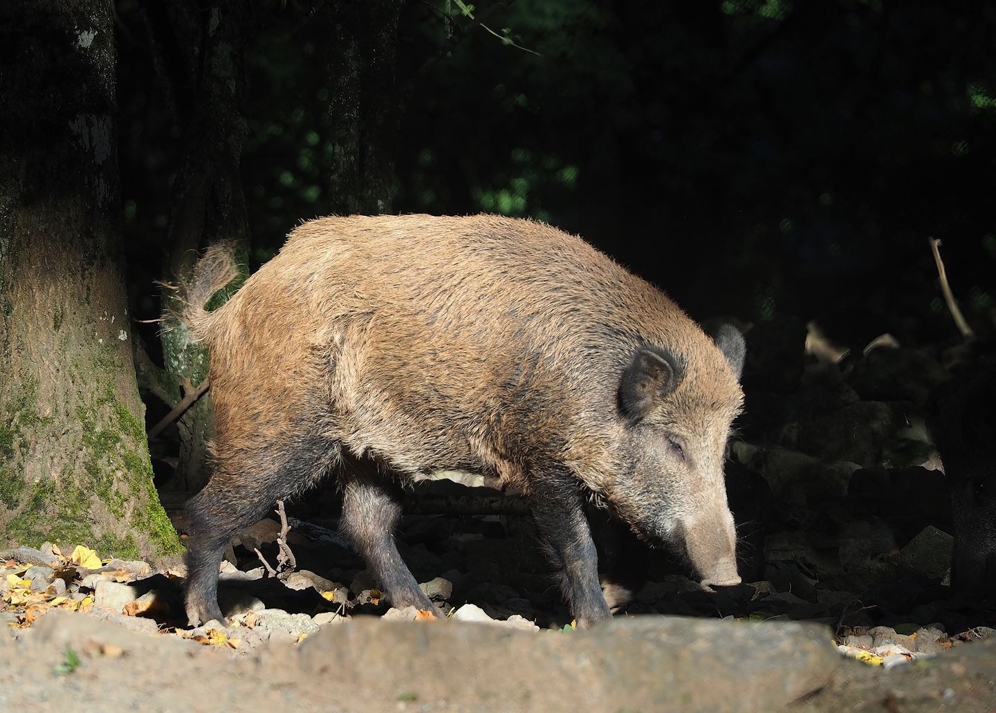 Central European wild boar (Sus scrofa scrofa), 2023-09-26