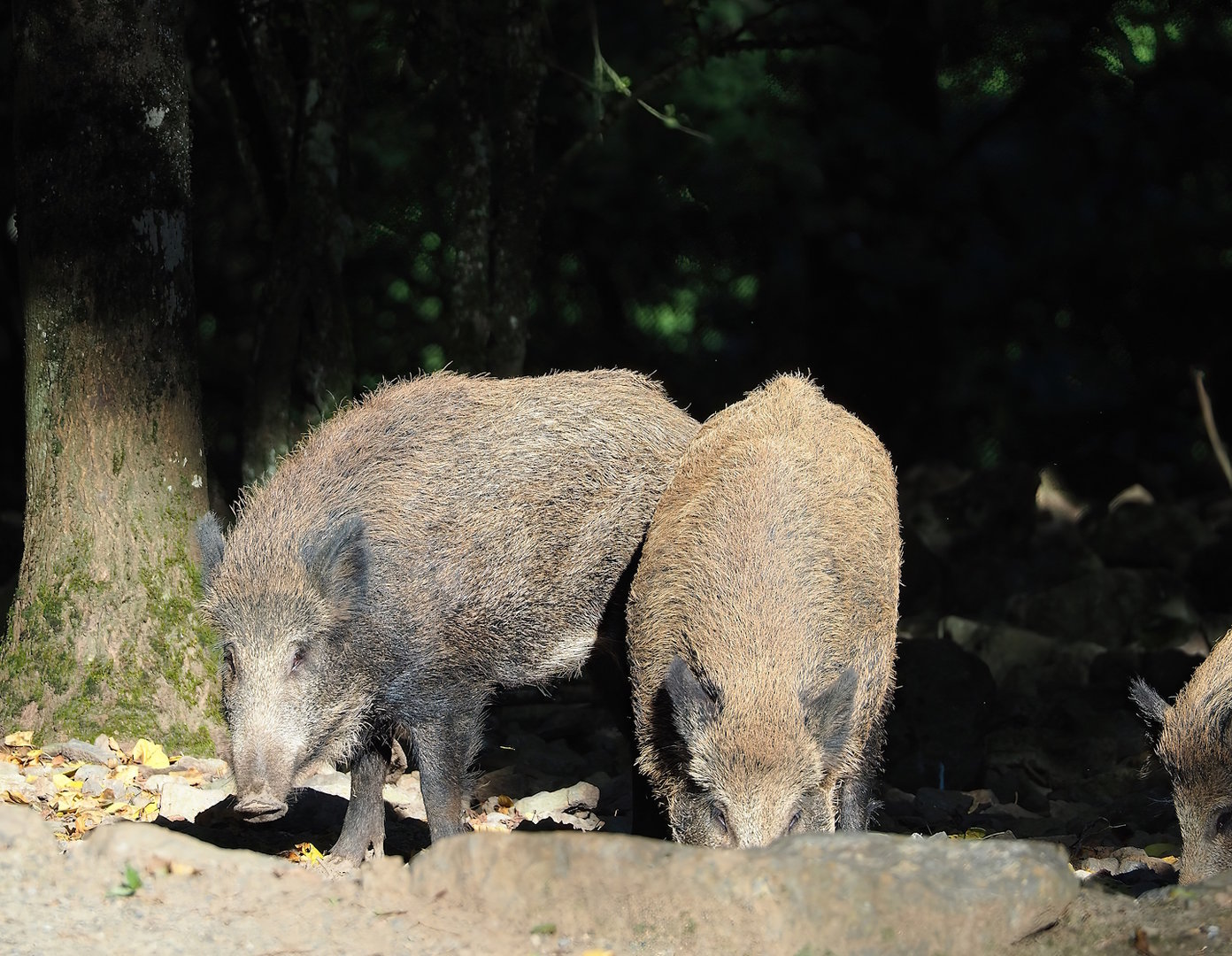 Central European wild boar (Sus scrofa scrofa), 2023-09-26