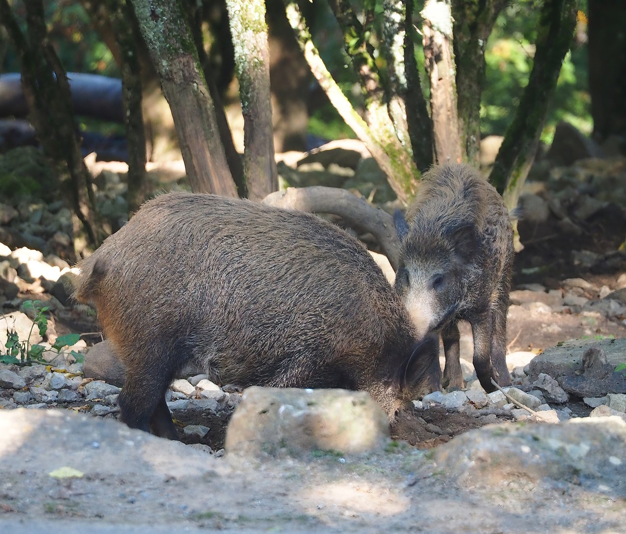 Central European wild boar (Sus scrofa scrofa), 2023-09-26