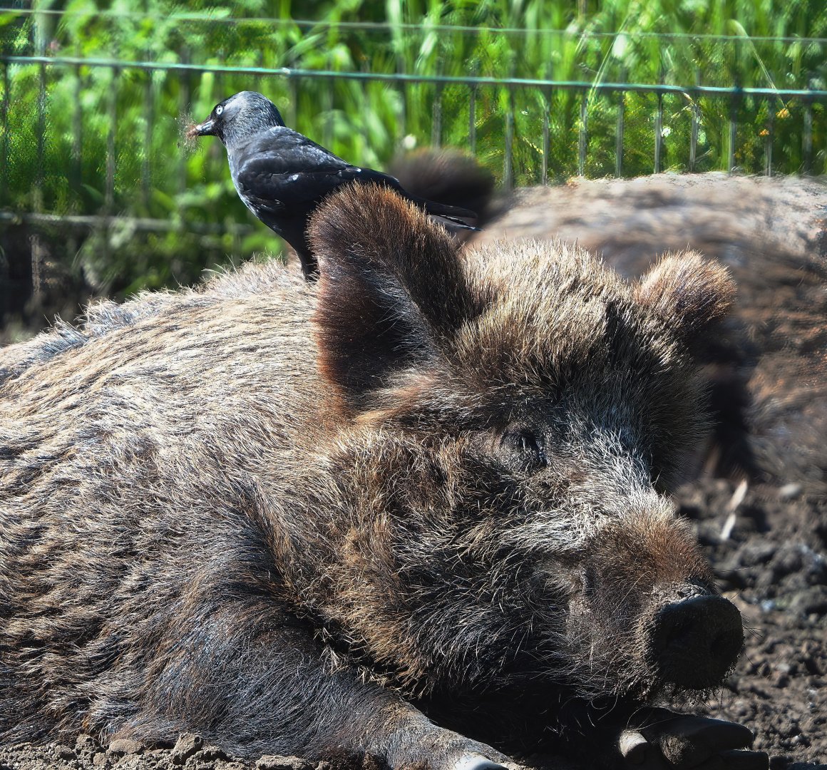 Central European wild boar (Sus scrofa scrofa) and Western jackdaw (Coloeus monedula) collecting hair for nest, 2023-04-30