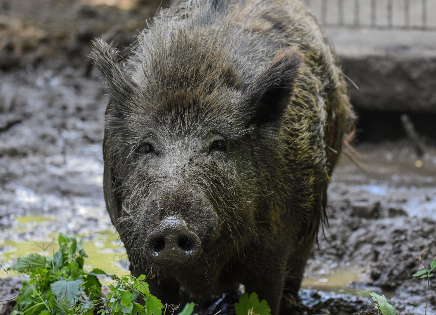 Central European wild boar (Sus scrofa scrofa) - Bioparc de Genève