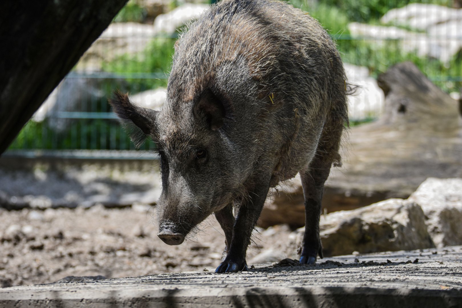 Central European wild boar (Sus scrofa scrofa) - Bioparc de Genève