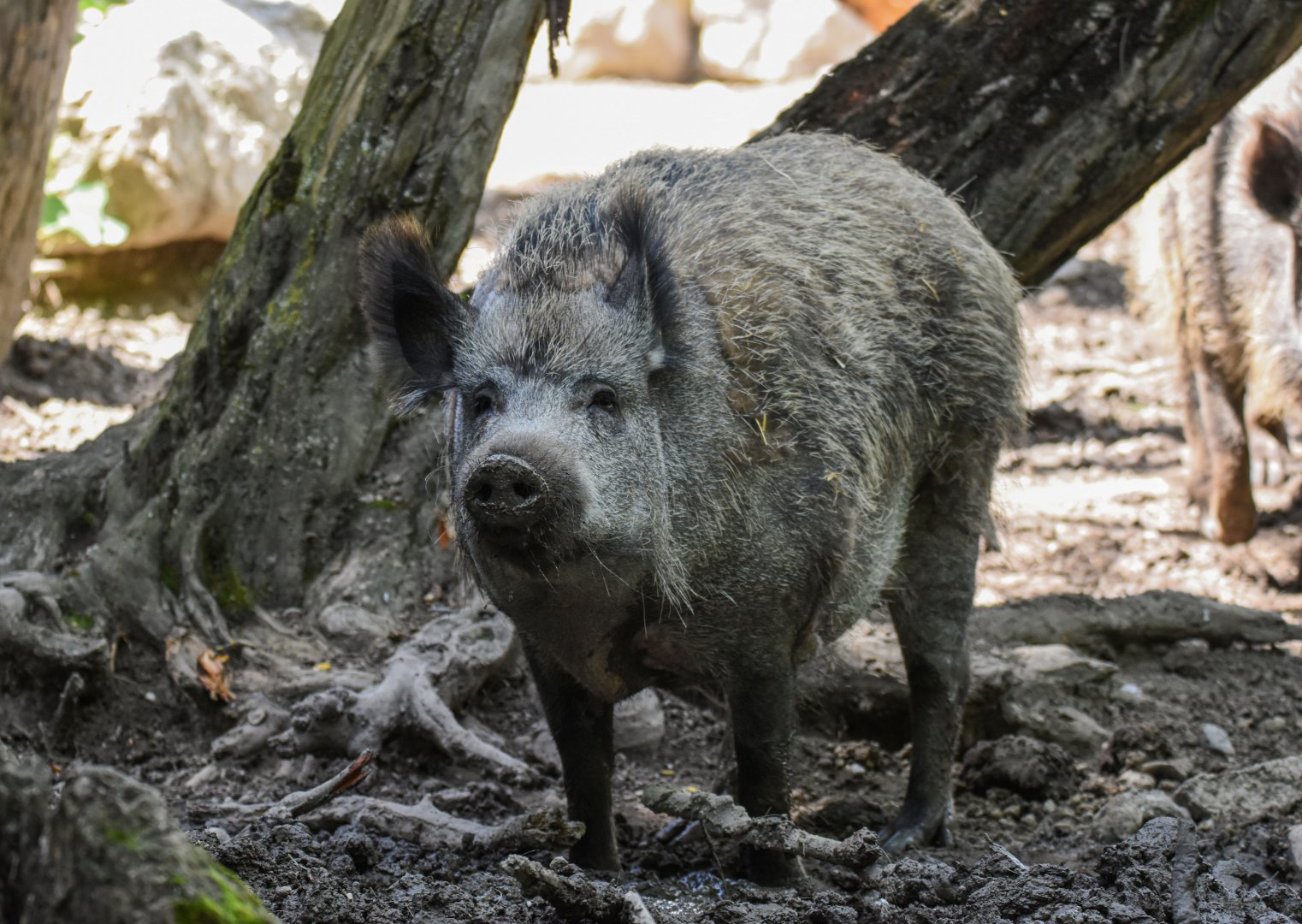 Central European wild boar (Sus scrofa scrofa) - Bioparc de Genève