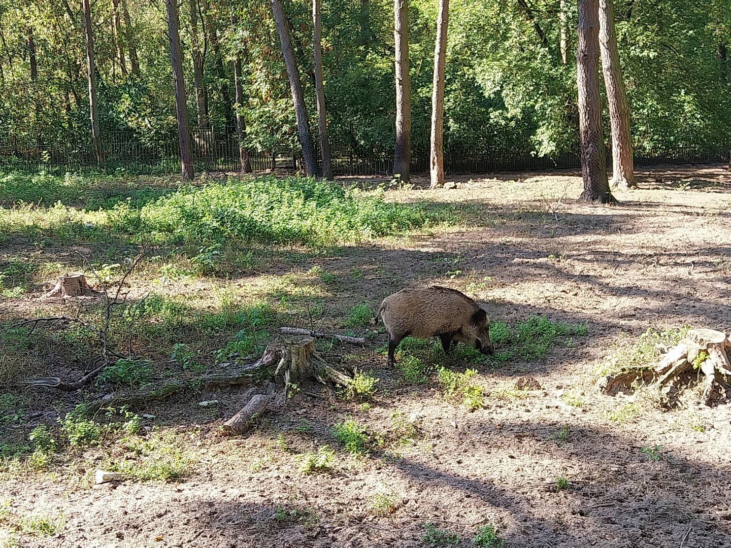 Central European Wild Boar (Sus scrofa scrofa)