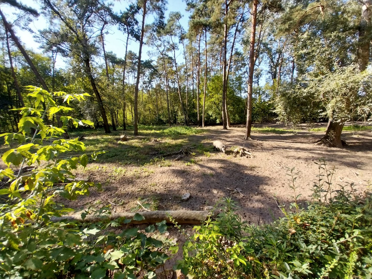 Central European Wild Boar (Sus scrofa scrofa)