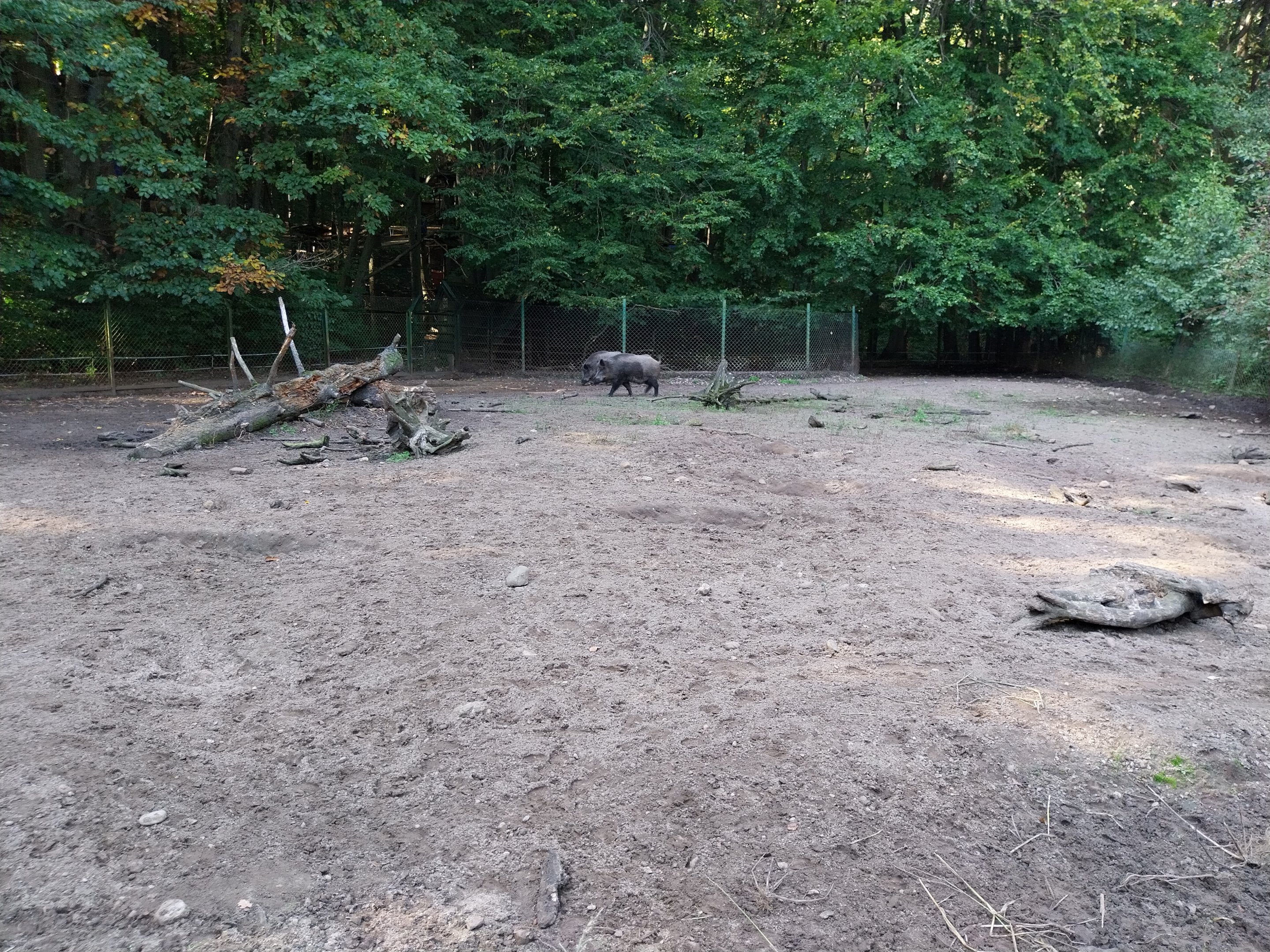 Central European Wild Boar (Sus scrofa scrofa)