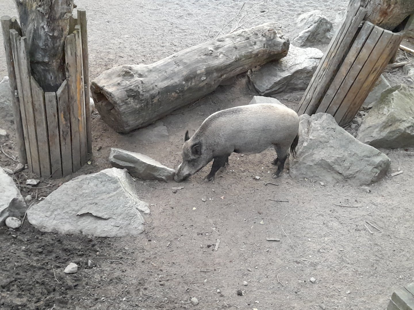 Central European wild boar, Susanne scrofa scrofa