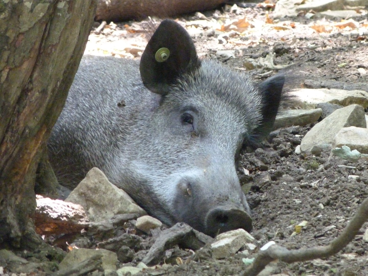 Central European wild boar -Zoodyssée (2025)