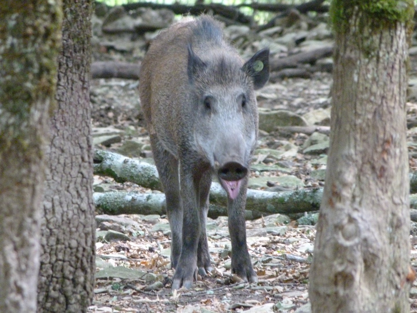 Central European wild boar -Zoodyssée (2025)
