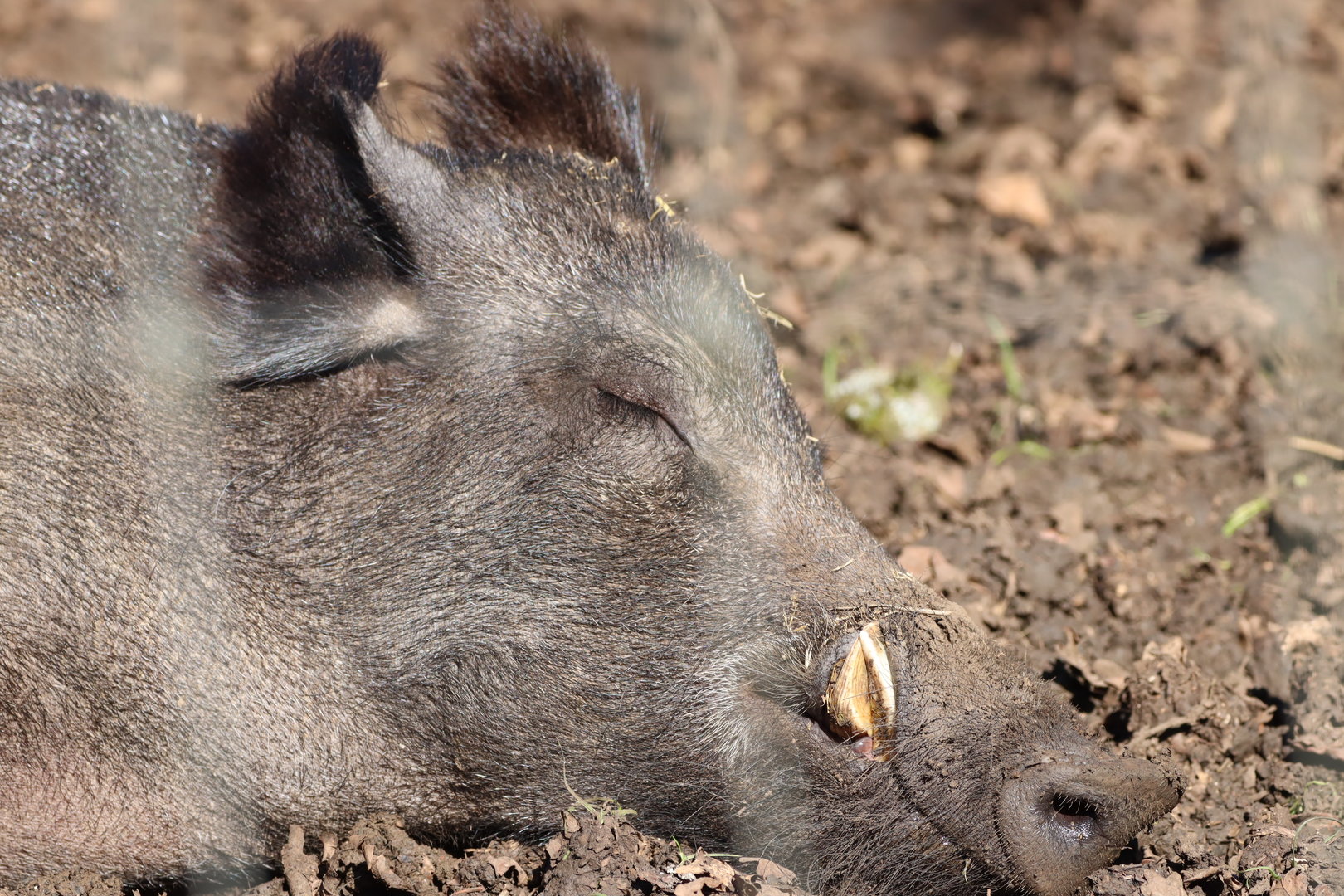 Central European Wild Boar