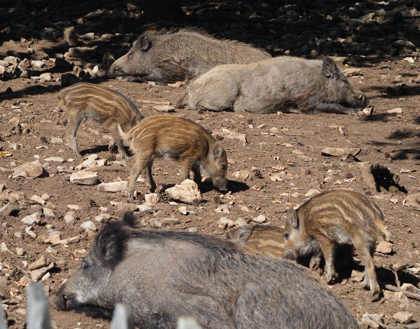 Central European wild boars (Sus scrofa scrofa), 2020-07-12