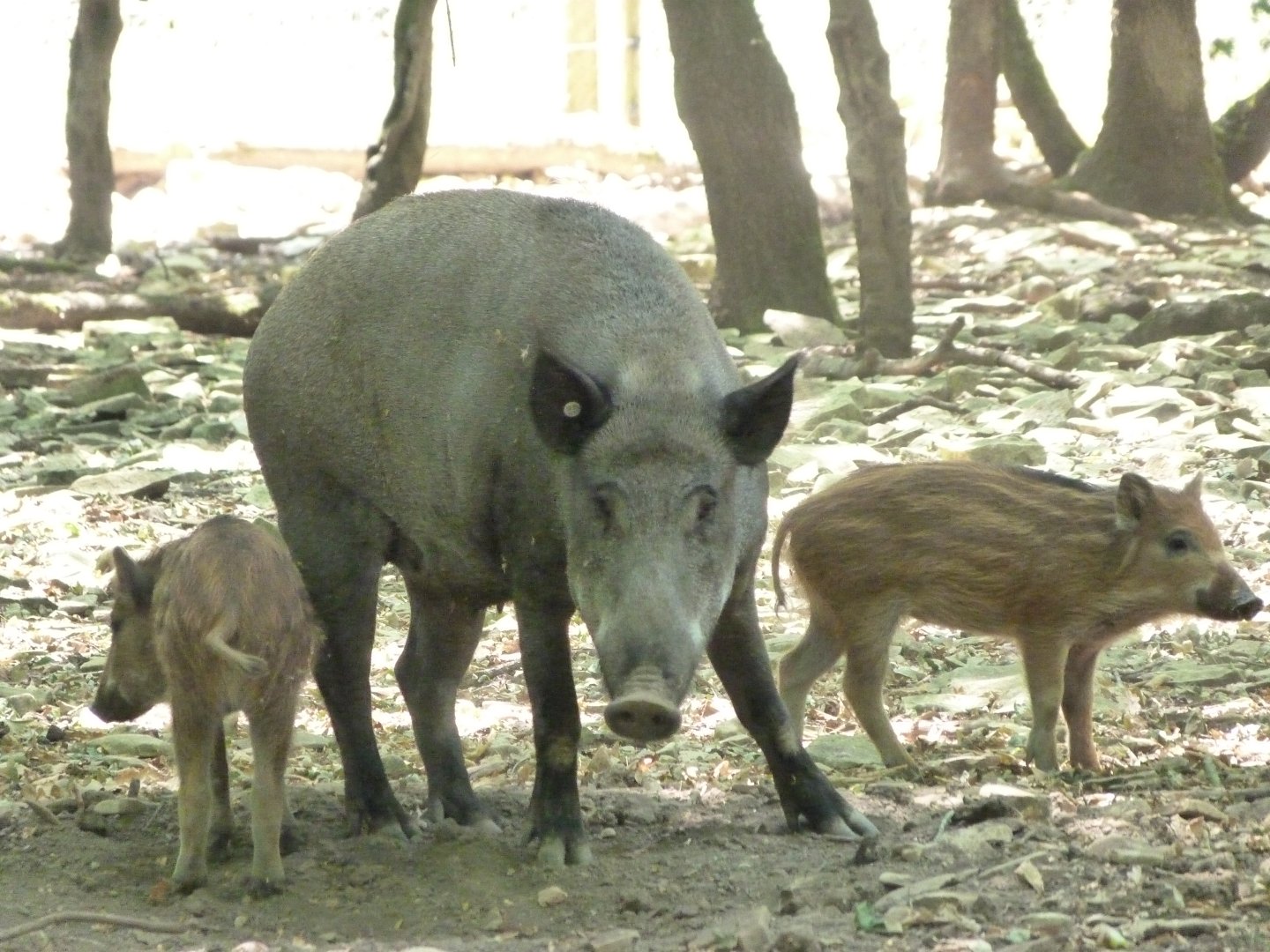 Central European wild boars -Zoodyssée (2025)