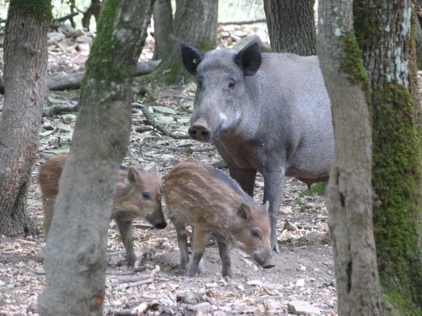 Central European wild boars -Zoodyssée (2025)