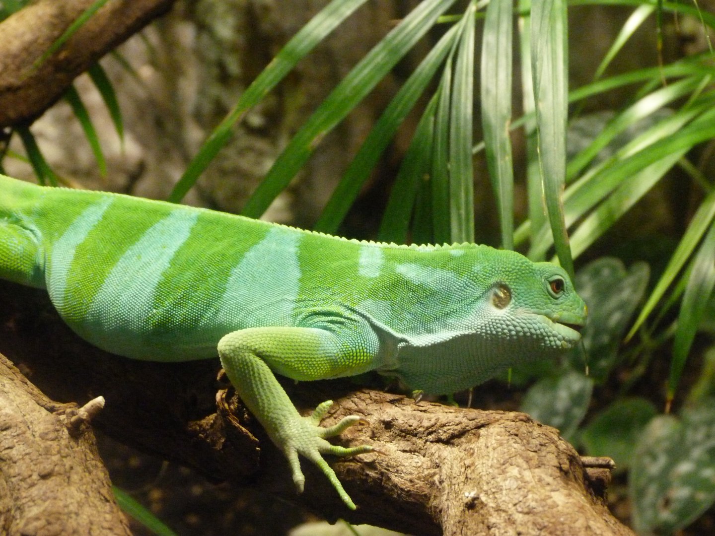 Central Fijian banded iguana -Aquarium Berlin (2024)