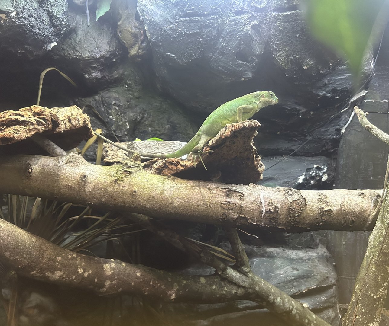 Central Fijian Banded Iguana, (Brachylophus bulabula)