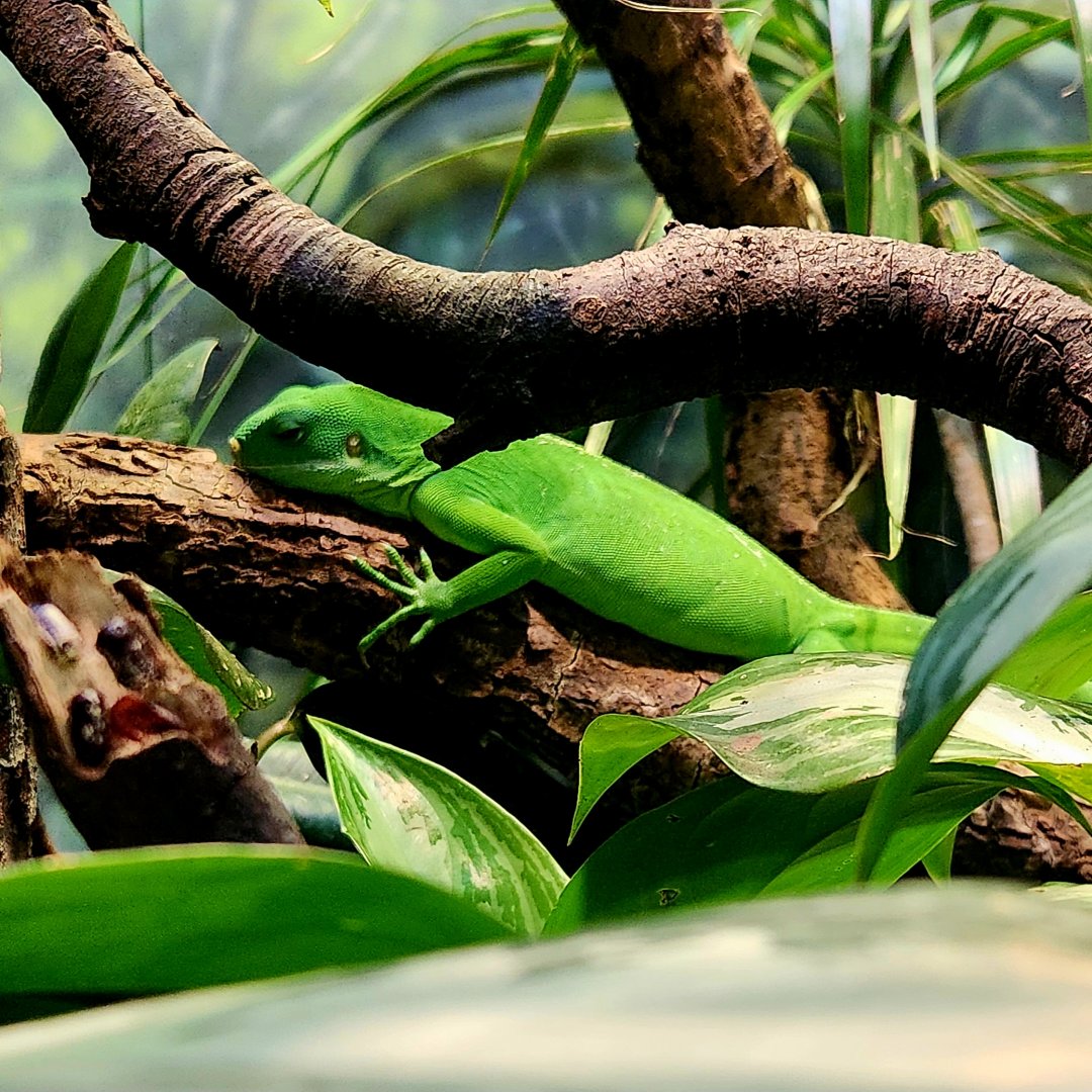 Central Fijian Banded Iguana (Brachylophus bulabula)