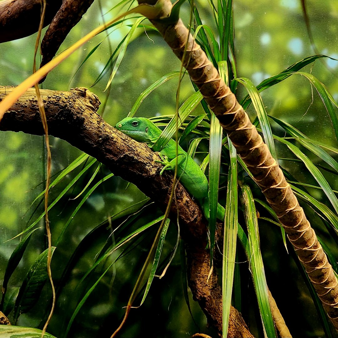 Central Fijian Banded Iguana (Brachylophus bulabula)