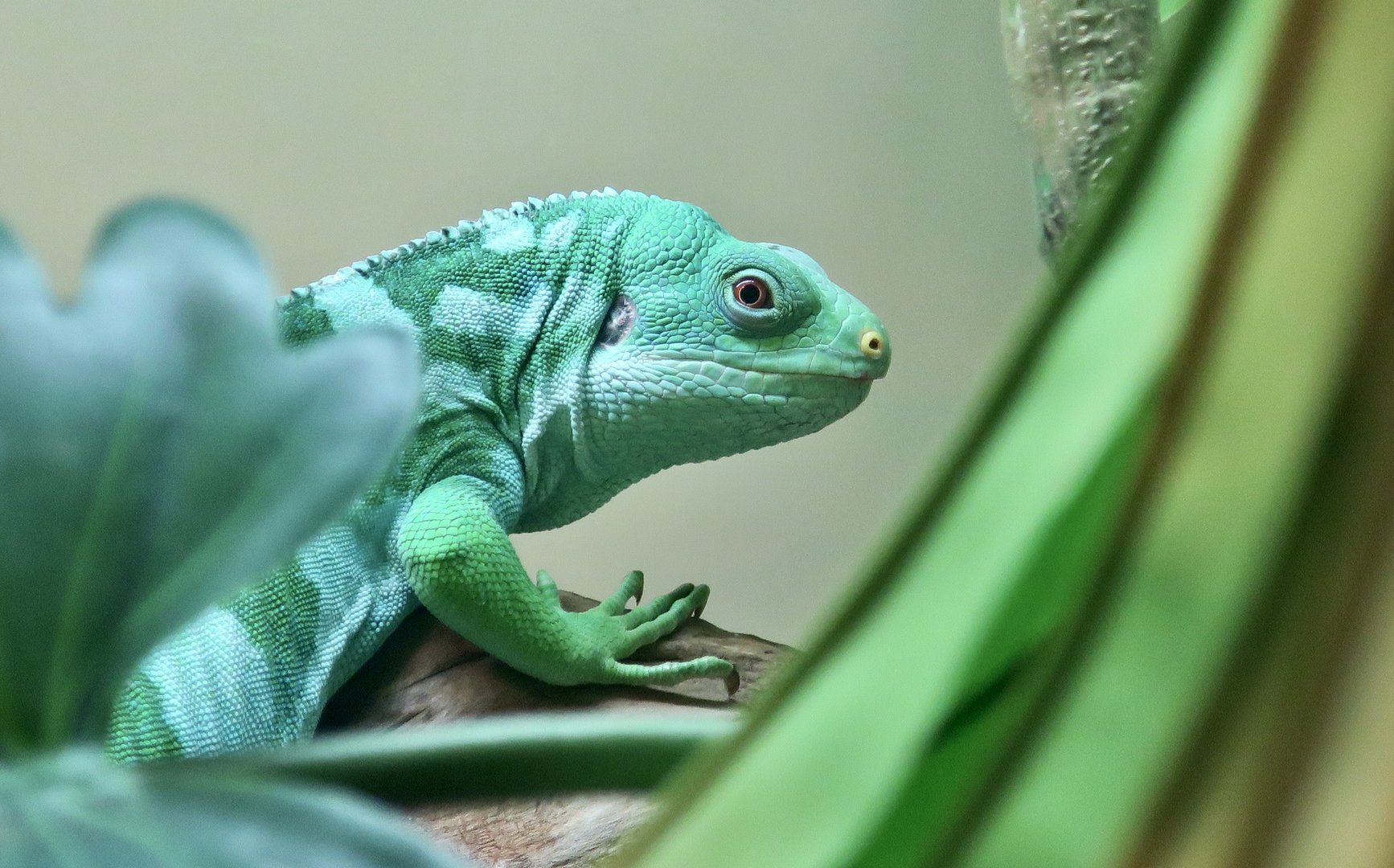 Central Fijian Banded Iguana (Brachylophus cf. bulabula)